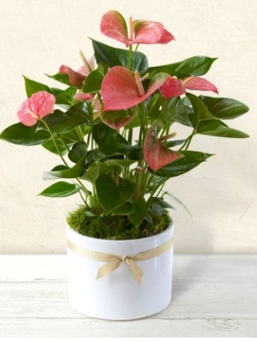 aANTHURIUM 73E